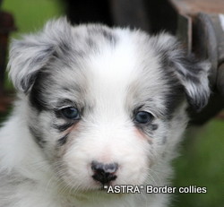 blue merle Male border collie puppy